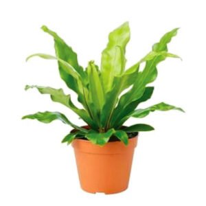 Aspanium fresh plant
