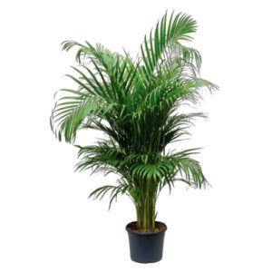 Areca Palm -200CM