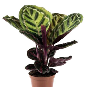 Calathea Roseopicta fresh plant