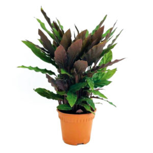 Calathea Rufibarba fresh plant