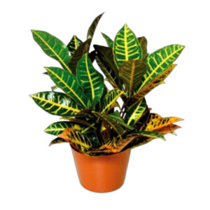 Codiaeum Petra fresh plant