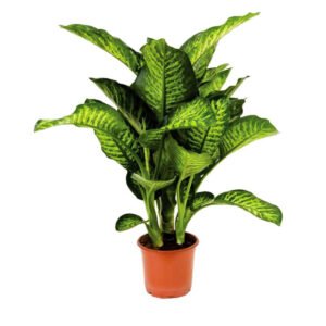 Diffenbachia Tropicsnow fresh plant