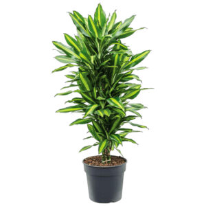 Dracaena Cintho Branched 140CM