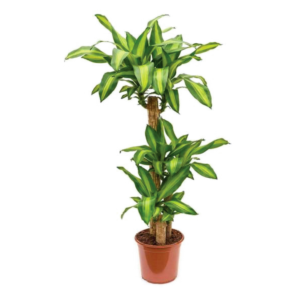 Dracaena Messengana 3PP120CM - Buyonbudget | Online shopping in Qatar