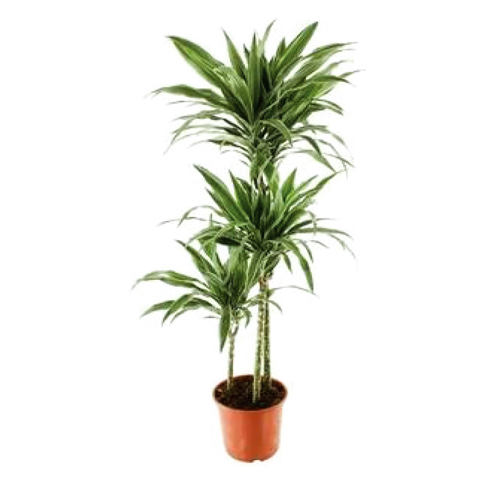 Dracaena Warnekki 3PP 120CM