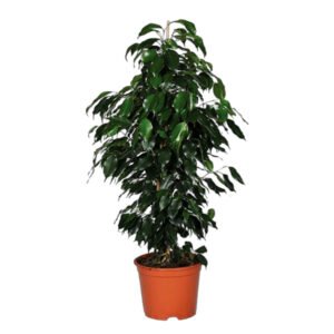 Ficus Benjamina 120CM