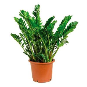 Zamioculcus fresh plant