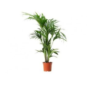 kentia palm fresh plant